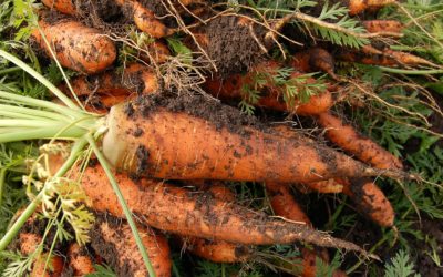 Circuit court, bio et local : marché à la ferme de la Patte d’Oie près d’Orléans