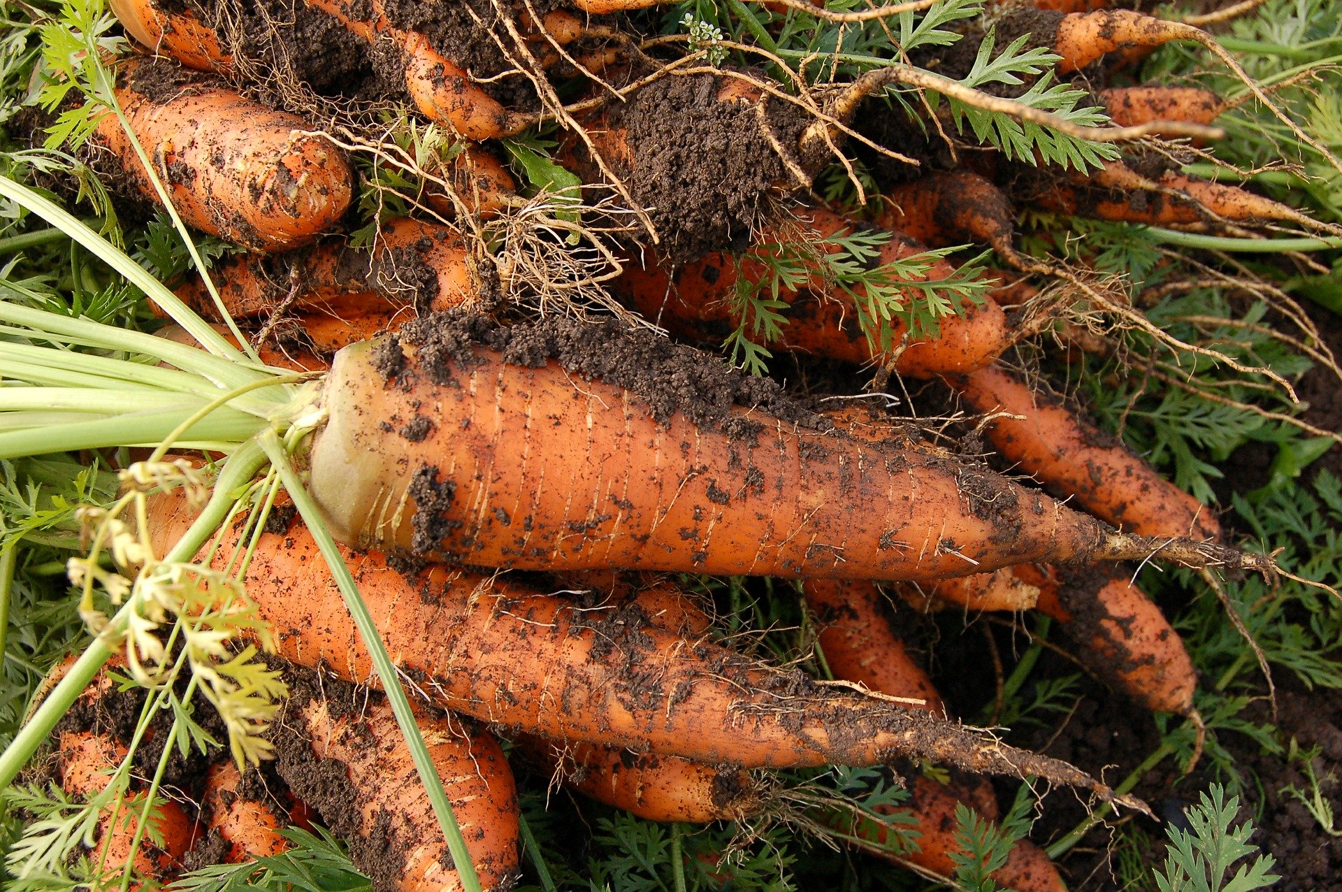 carottes bio Ferme de la Patte d'Oie ©Gîte Zou la Galinette carottes bio Ferme de la Patte d'Oie ©Gîte Zou la Galinette