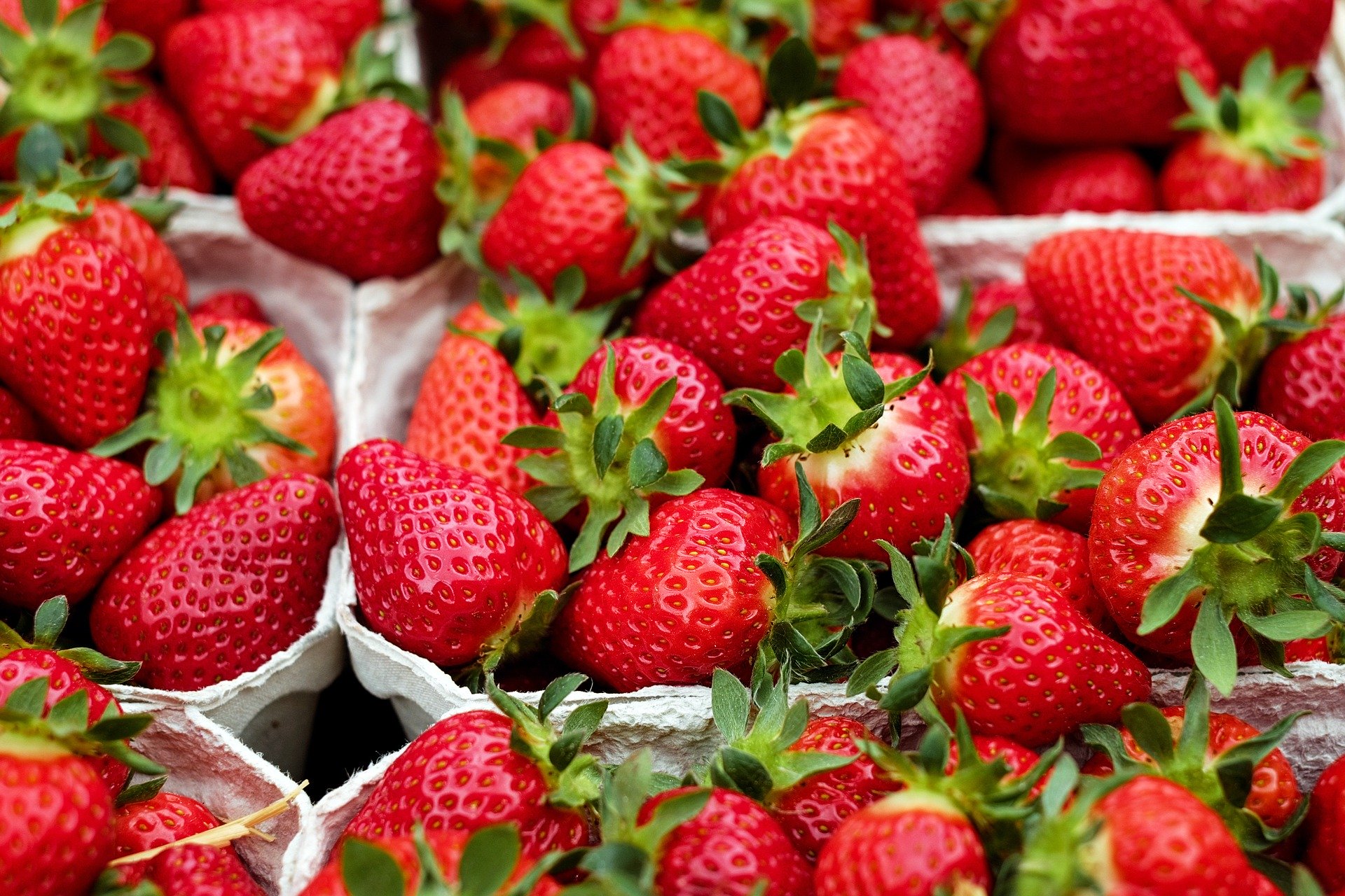 Fraises de la ferme bio _ Zou la Galinette Fraises Ferme de la Patte d'Oie _ Gîte Zou la Galinette